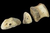 Composite Hadrosaur Finger - Alberta (Disposition #-) #100762-4